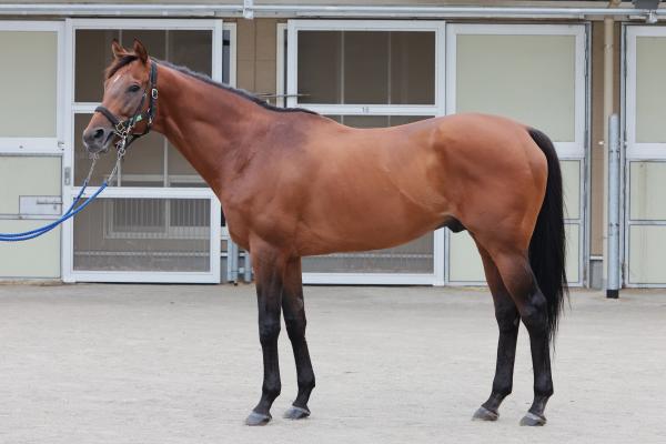 【オールカマー予想】レガレイラほか有力馬の馬体をチェック！