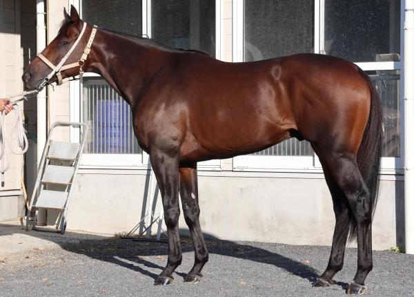 【みやこS予想】ダブルハートボンドほか有力馬の馬体をチェック！