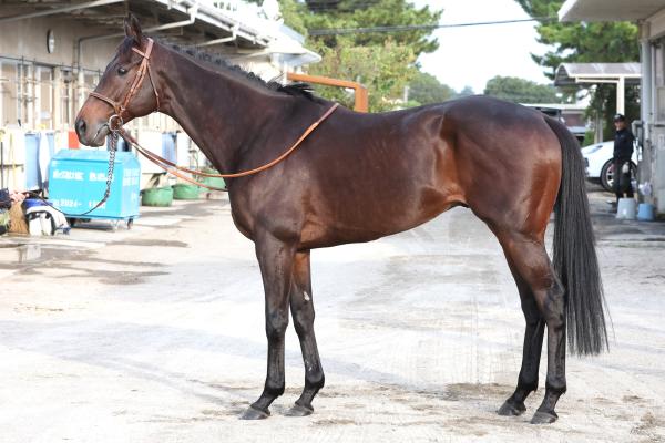 【AR共和国杯予想】スティンガーグラスほか有力馬の馬体をチェック！