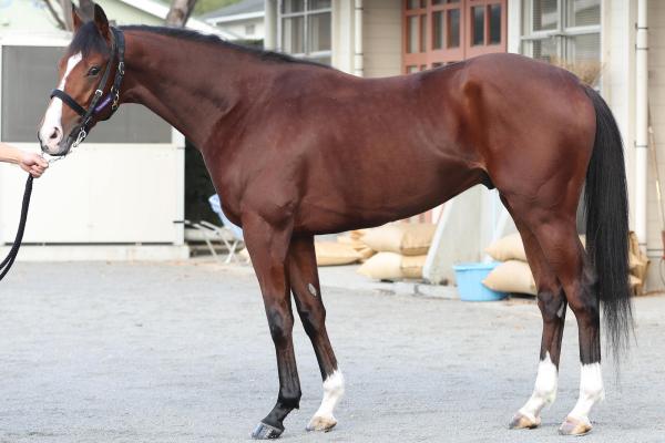 ���ɥޥ��䥯��å�