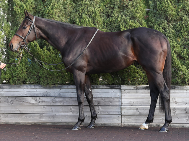 ����ɥ������