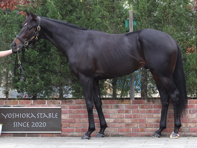 ���㥹�ƥ���ӥ���