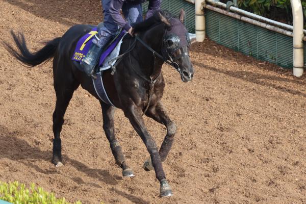 調教Gメン研究所