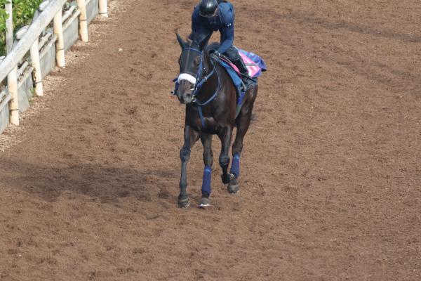 調教Gメン研究所