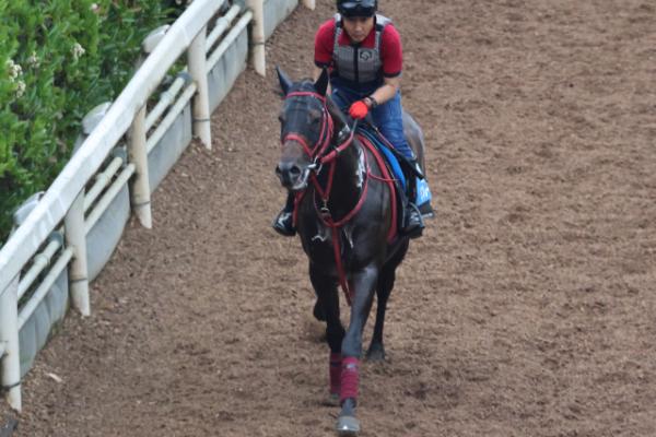 調教Gメン研究所