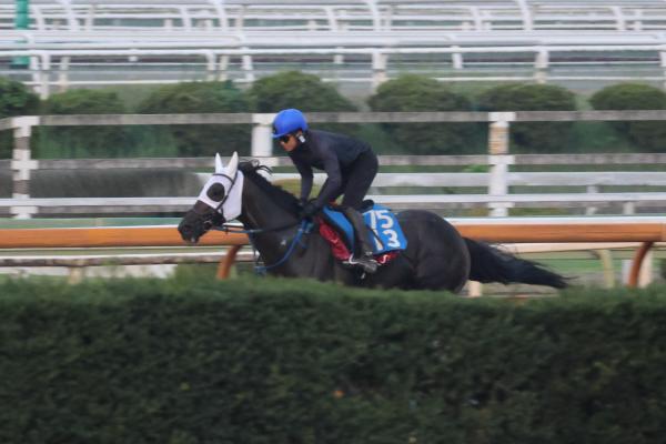 【オールカマーなど予想】好メンバー揃う伝統の一戦 難解な重賞に出走する有力馬たちの調教内容をジャッジ！