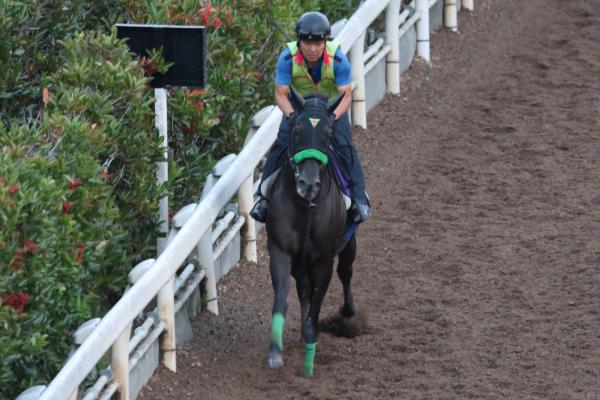 調教Gメン研究所