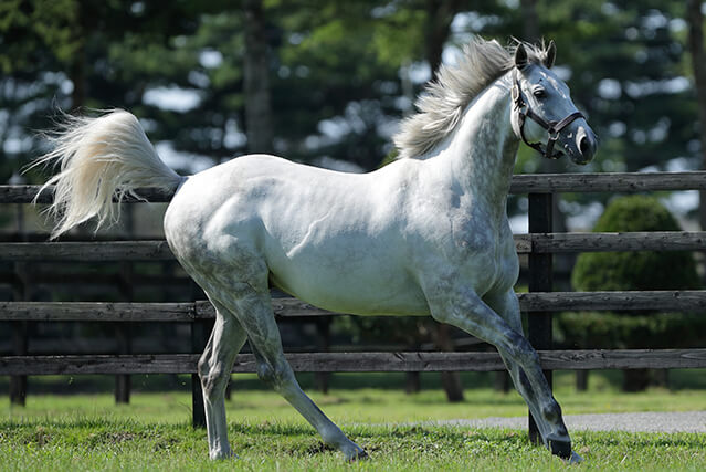 芦毛まとめ ラニ ゴジラ と呼ばれていたラニの素顔 よく食べてぐぅぐぅ寝て 最新競馬まとめ Netkeiba Com