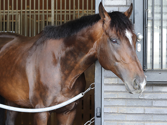 【ミッキーカプチーノ、再始動】JRA馬事公苑で“乗馬界の星”を目指す、未完の大器の今