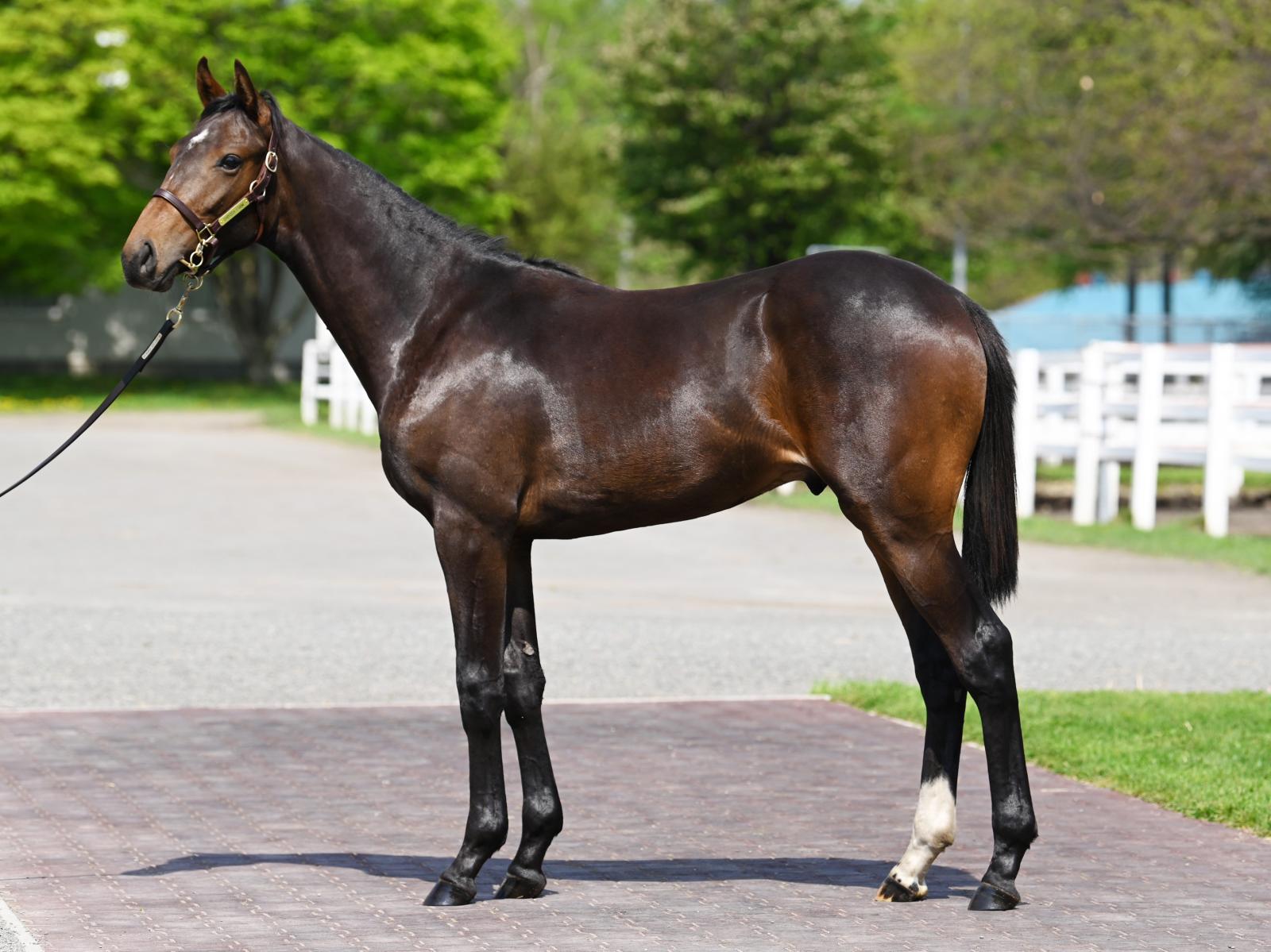 horse_photo.php?v=1&horse_id=