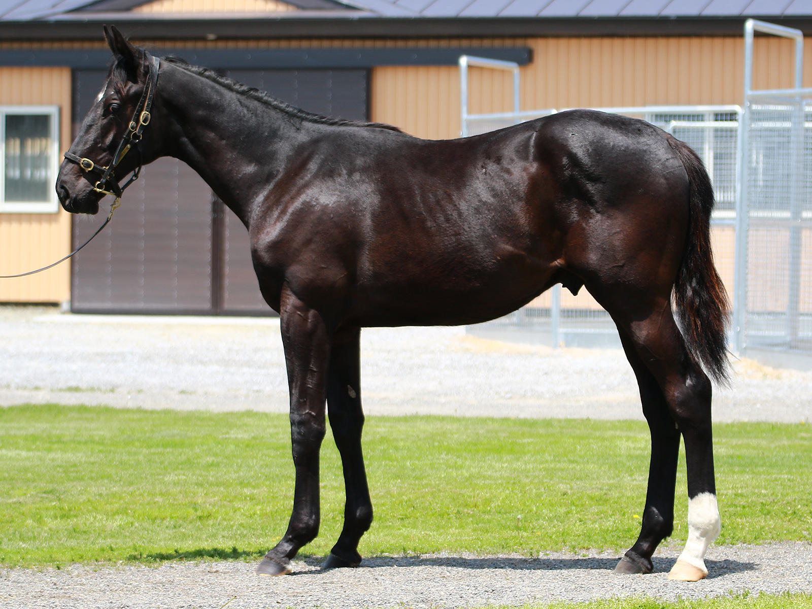 スピーディキック号 オリジナルグッズプレゼント | 浦和競馬