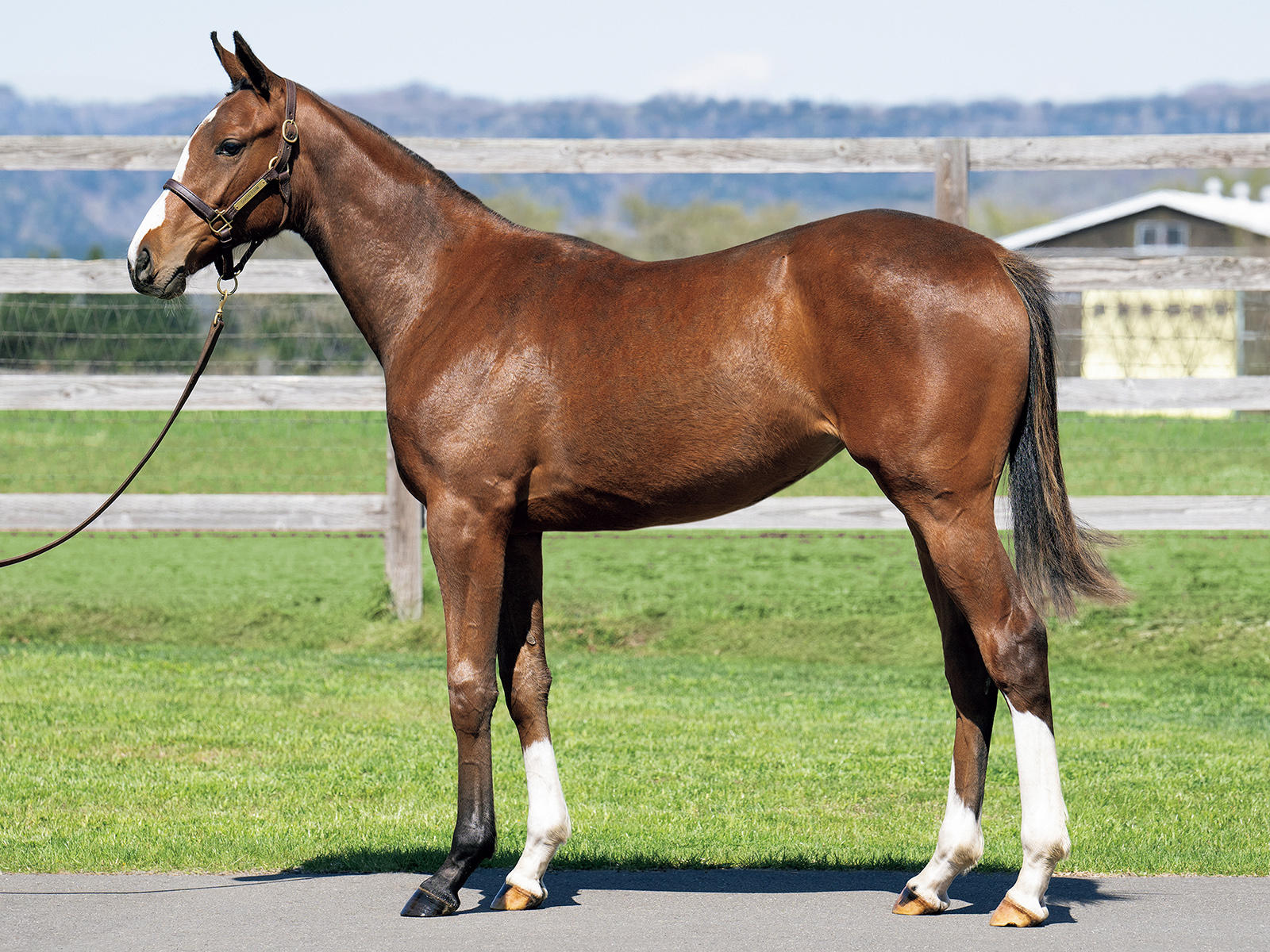 セレクトセール2024 1日目 | セリ情報 - netkeiba オーナーズ