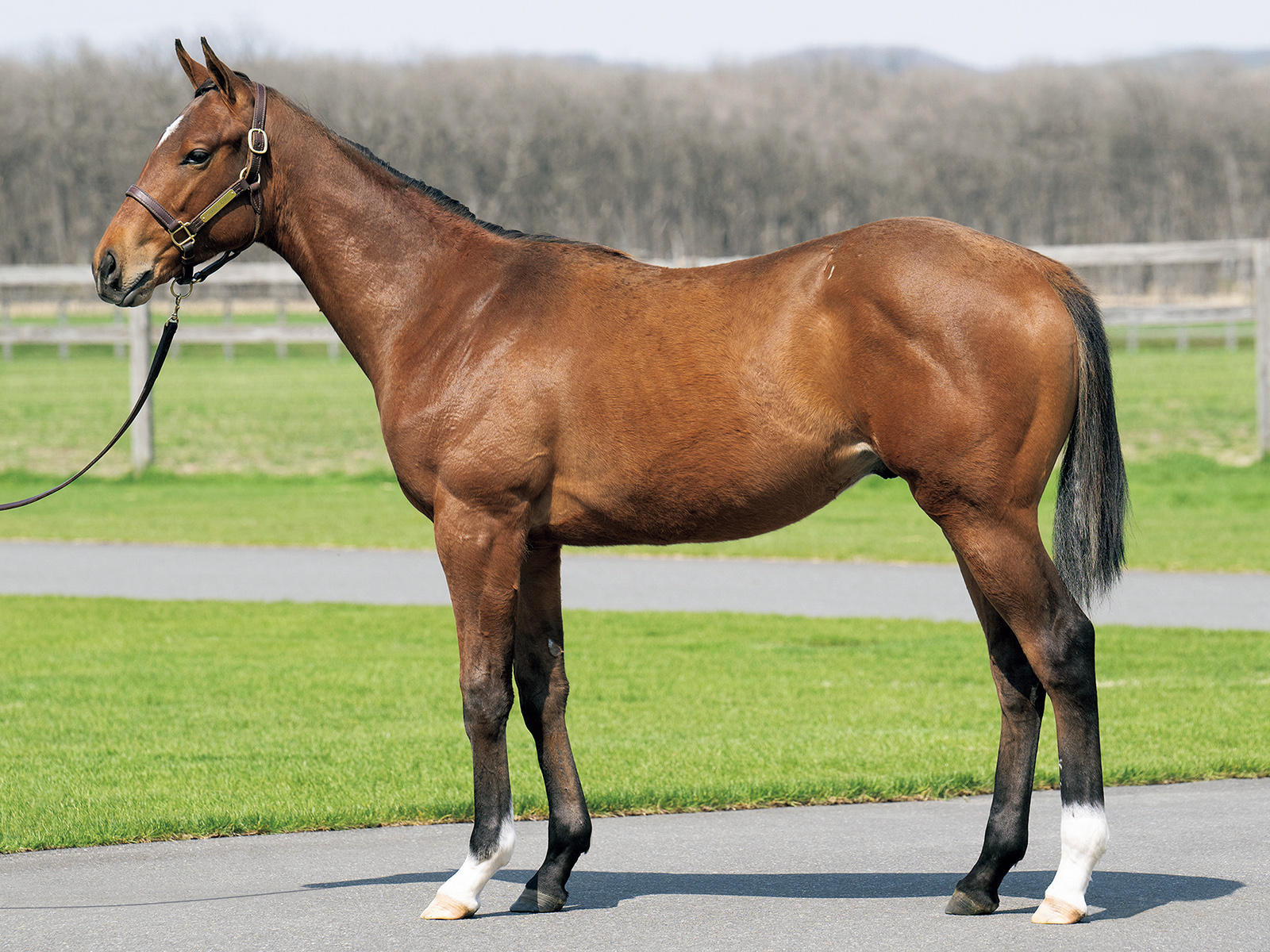 セレクトセール2024 1日目 | セリ情報 - netkeiba オーナーズ