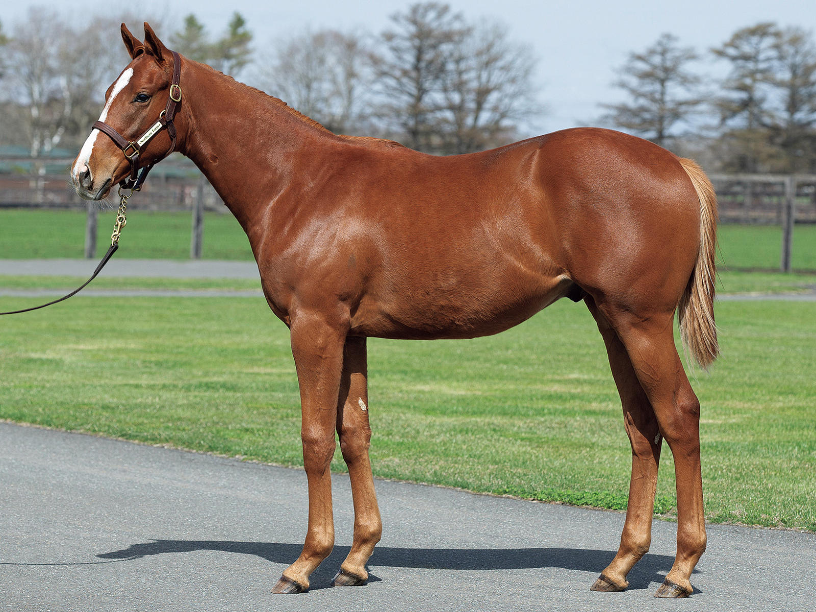 ✳️非売品 新品 希少ユールシンキング 2013セントライト記念 ジャージ 競馬 ✳️非売品 新品 希少ユールシンキング 2013セントライト記念