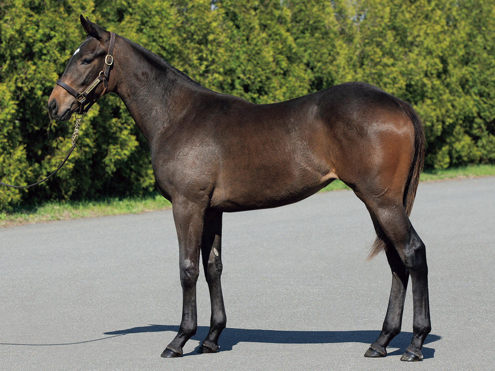 セレクトセール2012 写真と映像でみる【セレクトセール2012(第1日目、1歳馬)】(高額