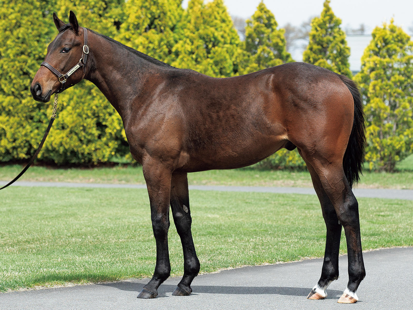 セレクトセール2012 写真と映像でみる【セレクトセール2012(第1日目、1歳馬)】(高額