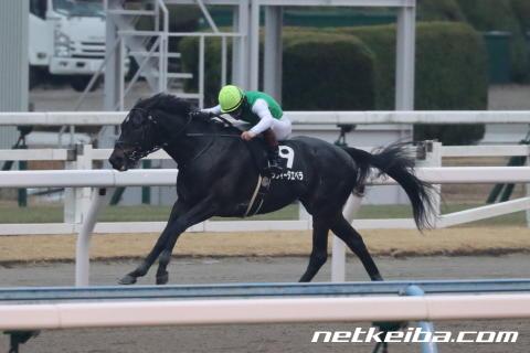 マルカミラー オファー 馬名