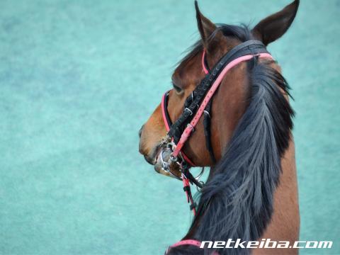 ウインルーアの新馬データ | 一口馬主データ - netkeiba