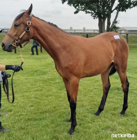 ジェンティルドンナの2024の新馬データ | 一口馬主データ - netkeiba