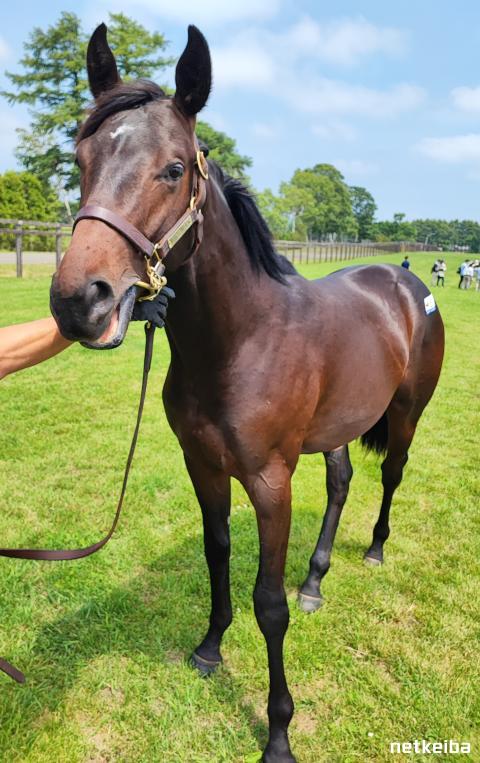 競馬　ポスター　ラッキーライラック Amazon.co.jp: 名牝 JRAポスター エリザベス女王杯 ラッキー