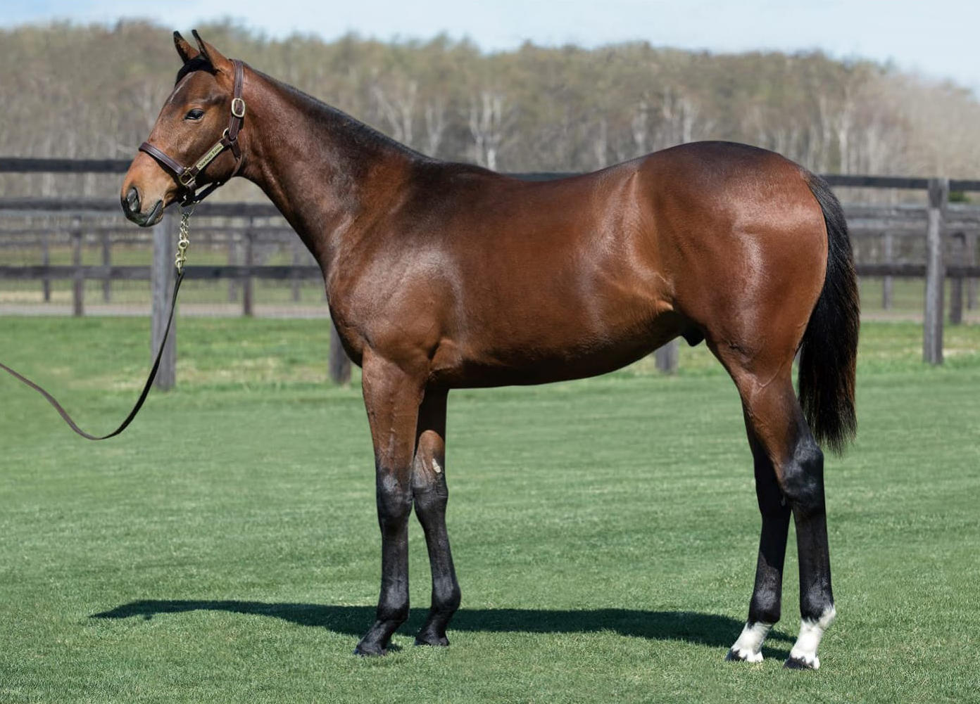 ウラノメトリアの新馬データ Netkeiba Com