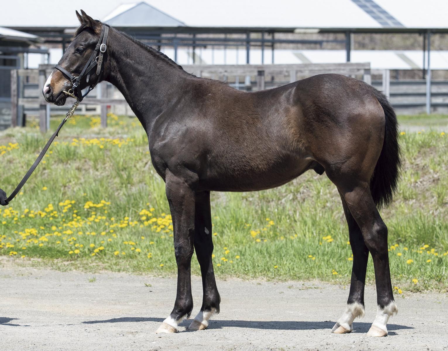 スカイドゥエラー 投資のための血統診断 フリーバードの18 一口馬主とfxと