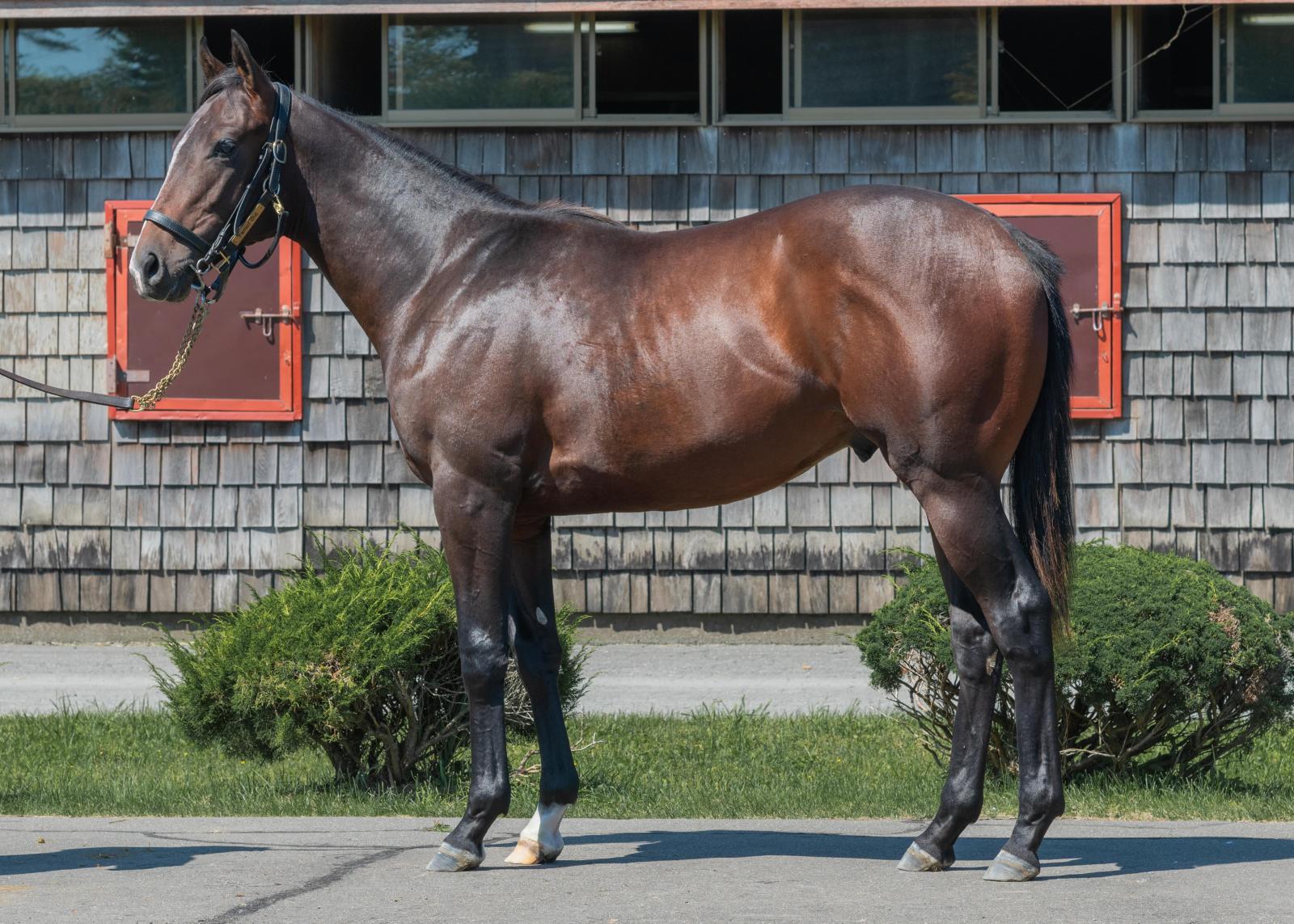 ブルーインザスカイの2018～投資のための血統診断～【競走馬名未定】