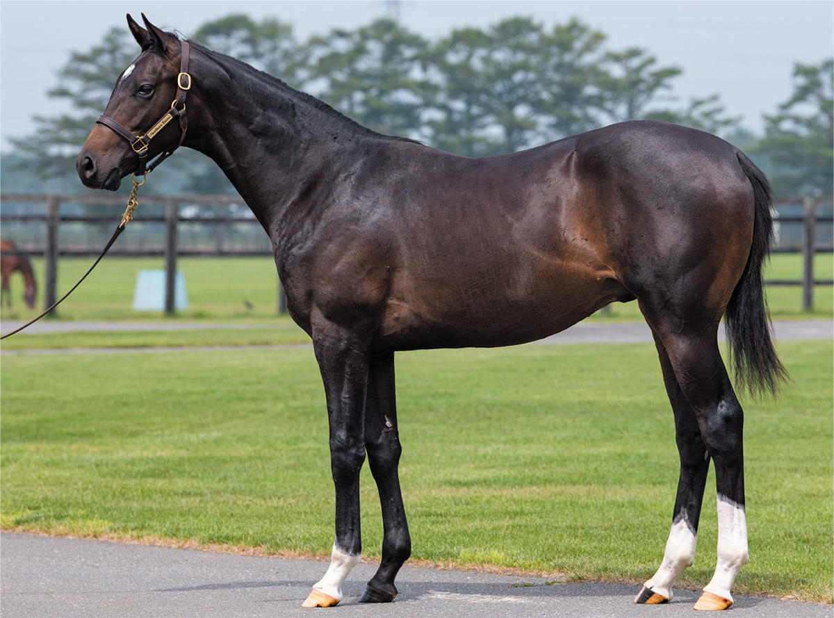 【競走馬名募集中】（アーマインの2018）～投資のための血統診断～