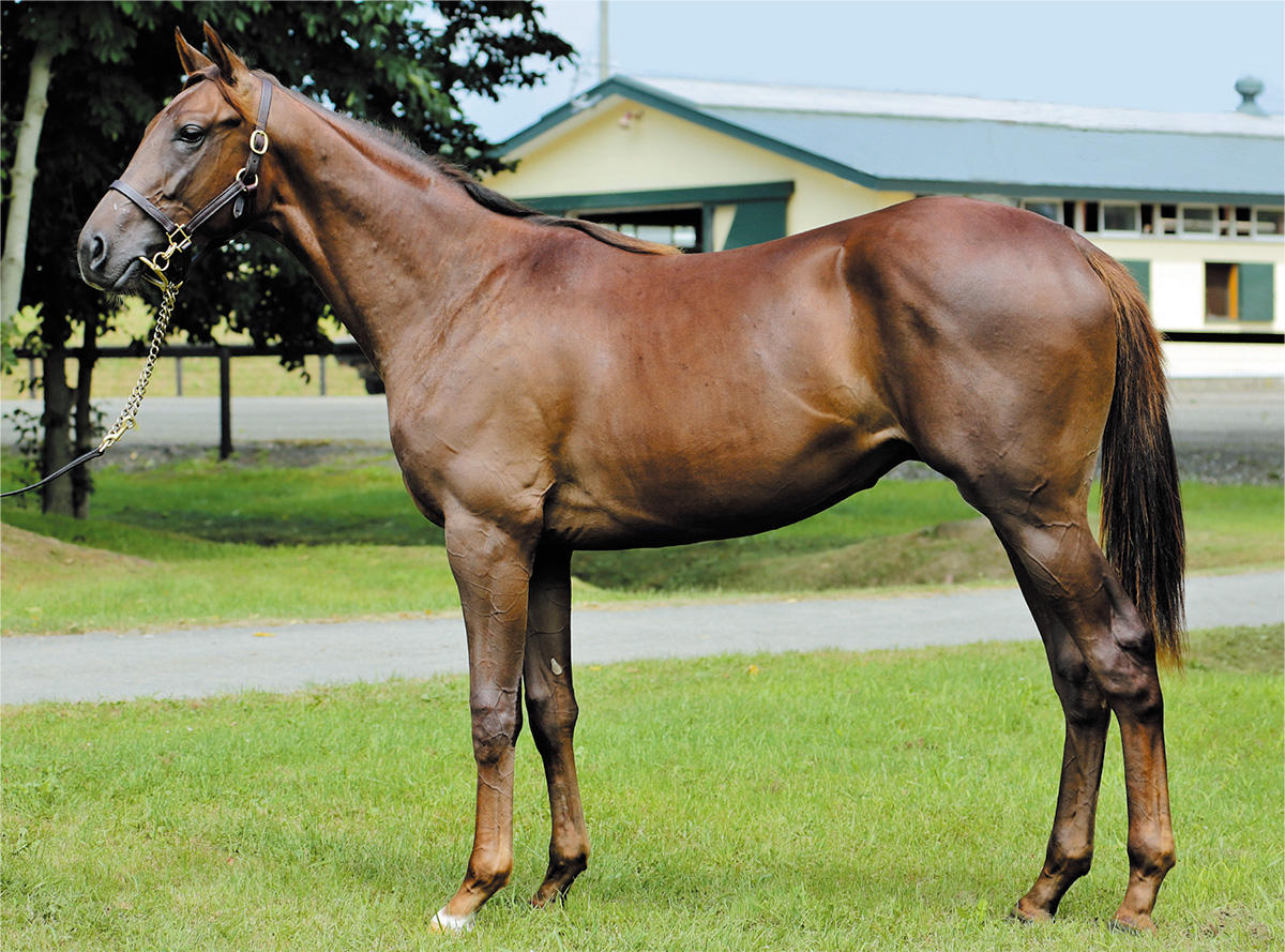 フランチェスカの2018～投資のための血統診断～【競走馬名未定】