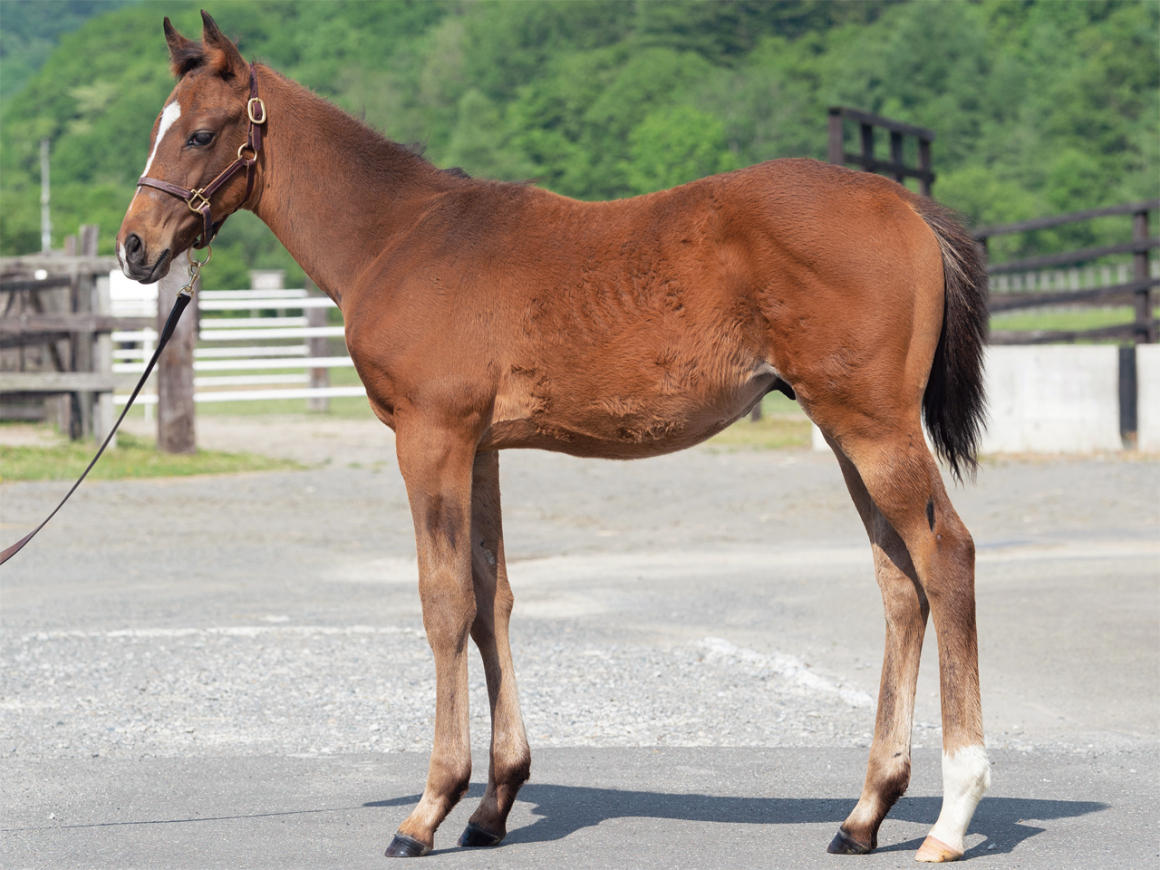 血統診断【競走馬名未定】（ショウナンカラットの2019）～投資のための血統診断～