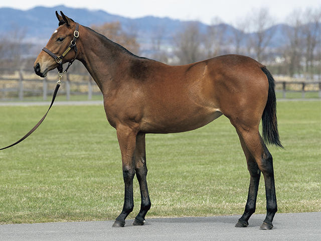 グランディフローラの19～投資のための血統診断～【競走馬名未定】