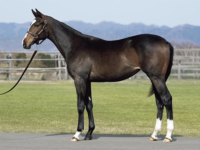 【競走馬名未定】（ソーシャライツの19）血統診断