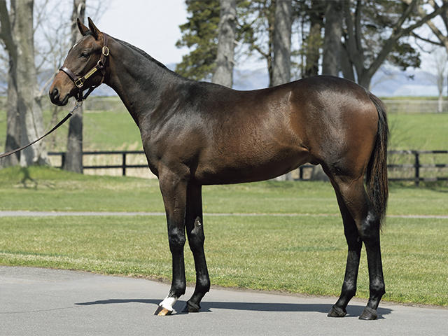 ダノンフローラの19～投資のための血統診断～【競走馬名未定】