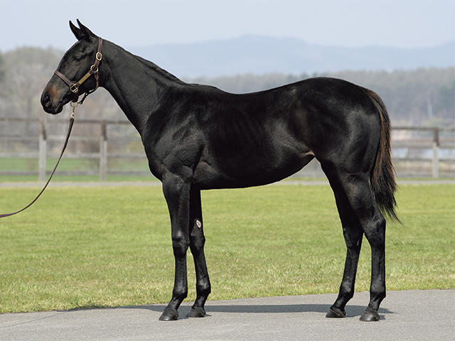 ブルックデイルの19～投資のための血統診断～【競走馬名未定】