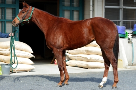 非売品] 競馬 モズスーパーフレア キャップ