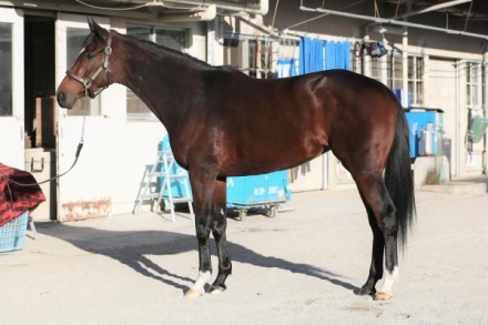 第65回有馬記念　カレンブーケドール 有馬記念】最多5勝目へ池添 カレンブーケドール感触確かめる
