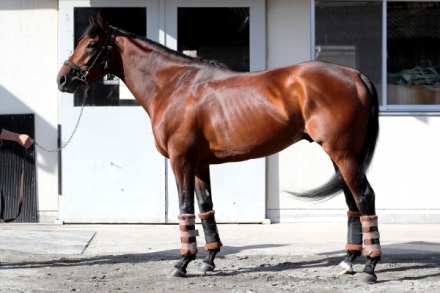 池添騎手・ブラストワンピースグッズまとめ 有馬記念ブラストワンピース おめでとう | 毎日が一口馬主！