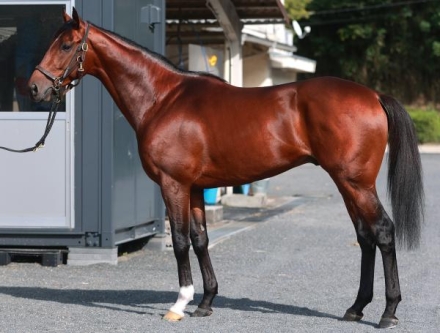 アイアンバローズ一覧 | 競馬ニュース・特集なら東スポ競馬