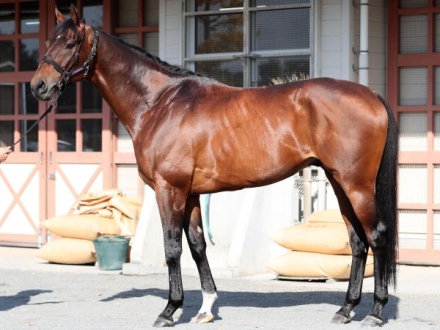 大阪杯　マカヒキ　写真　① マカヒキ (Makahiki) | 競走馬データ - netkeiba