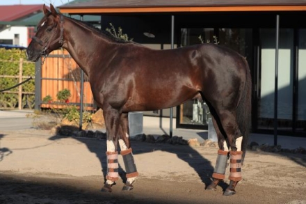 ❤️８万円分❤️関西＆関東❤️競馬・四季報★春夏秋冬★大量セット❤️データ集 ❤️8万円分❤️関西＆関東❤️競馬・四季報☆春夏