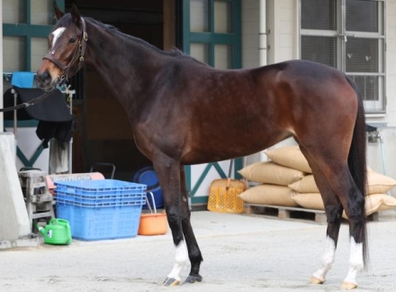 競馬のジャケット
