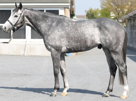 競馬　JRA 実使用ゼッケン　マカオンドール　G2日経賞 競馬 JRA 実使用ゼッケン マカオンドール G2日経賞 JRA 実使用