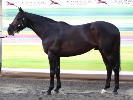 競馬 EPOCH HORSERACING 2023 イルーシヴパンサー 岩田望来 イルーシヴパンサー (Elusive Panther) | 競走馬データ - netkeiba