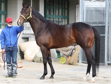 加藤剛史の馬体診断