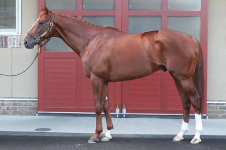 馬ページ ふじ馬刺し詰合せ【雅】｜馬刺しと黒毛和牛の専門店「フジチク