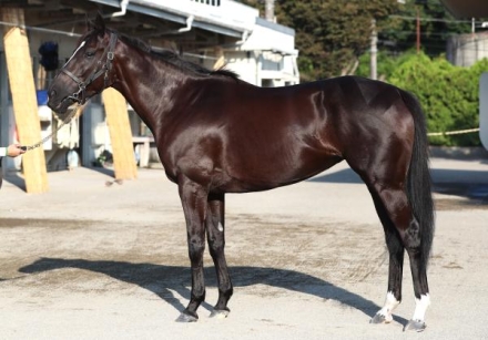 ソングライン　競馬　出資者限定ブルゾン　Lサイズ 安田記念】まさに女傑！ソングラインが豪華メンバーの一戦を完勝