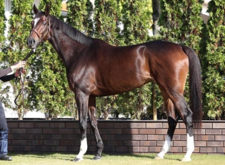 競馬のジャケット