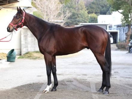 加藤剛史の馬体診断