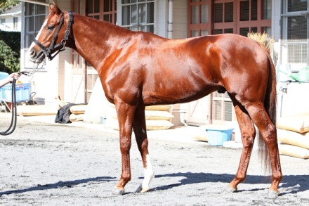 シュヴァルグラン (Cheval Grand) | 競走馬データ - netkeiba