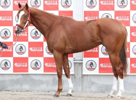馬券　シンエンペラー　11種 シンエンペラー (Shin Emperor) | 競走馬データ - netkeiba
